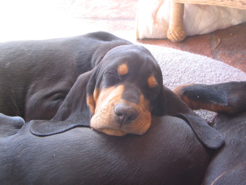 Black and Tan Hound Puppy