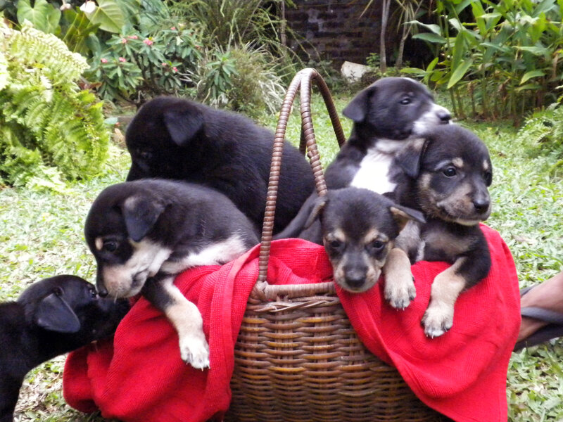 Black and Tan Puppies