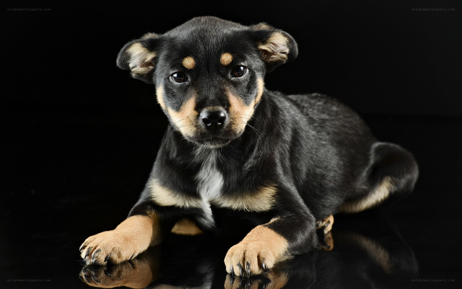 black and tan puppy