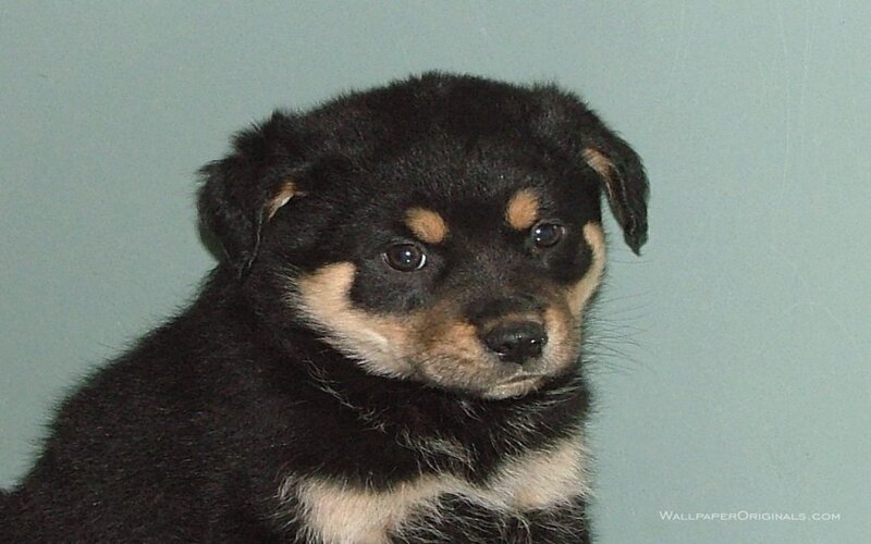 black and tan puppy