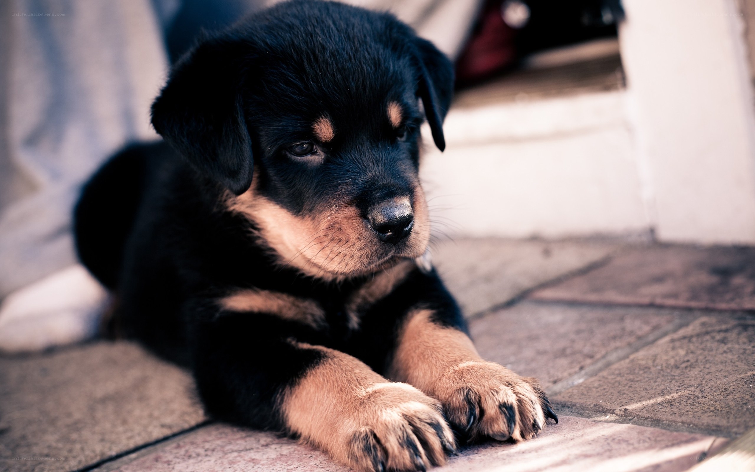 black and tan puppy