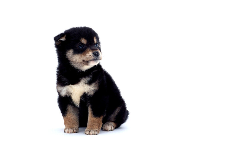 black and tan puppy