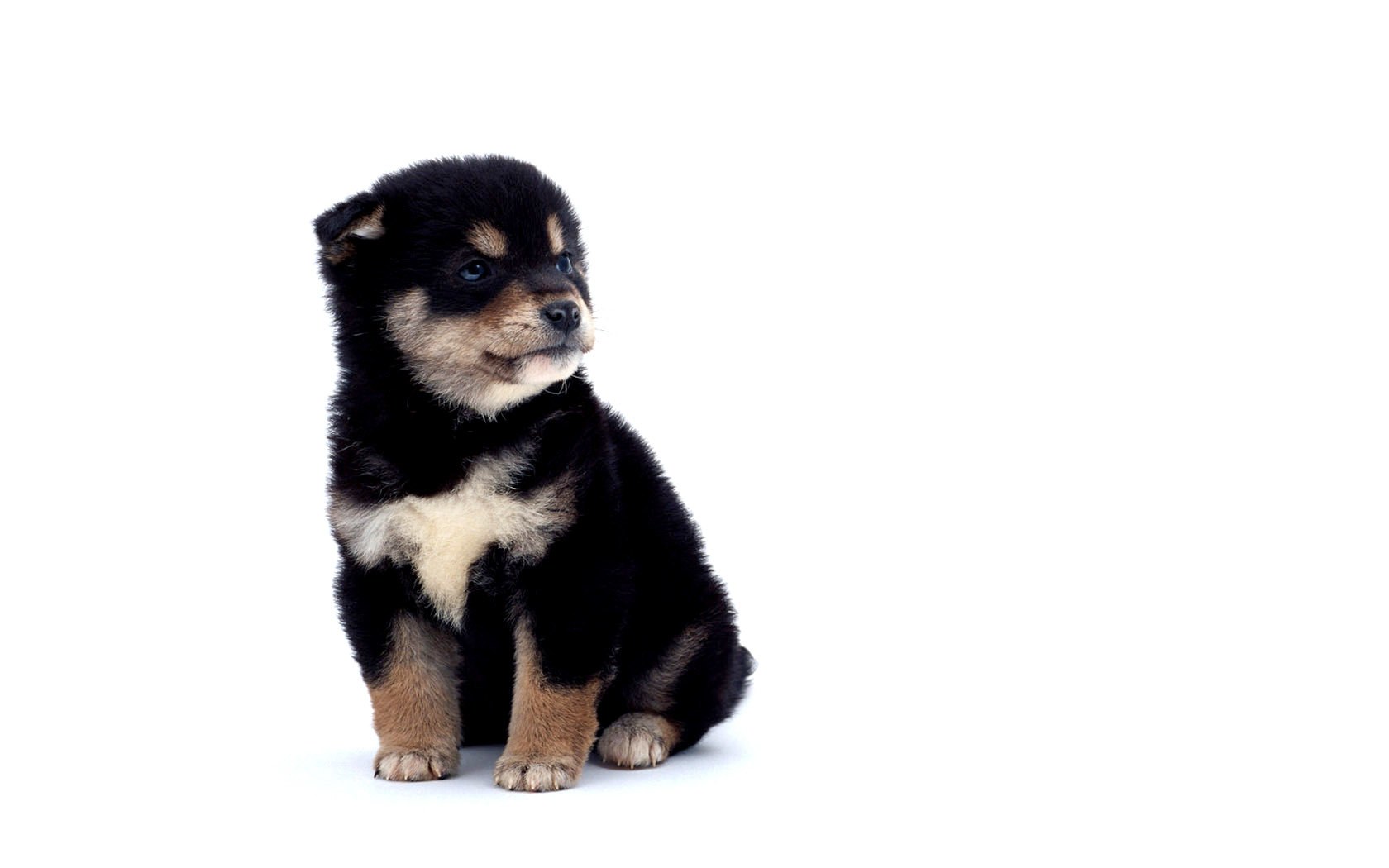 black and tan puppy