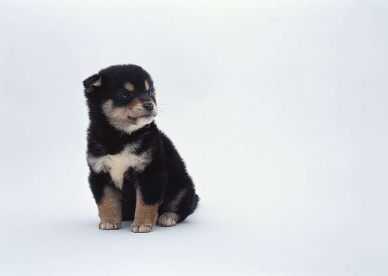 black and tan puppy