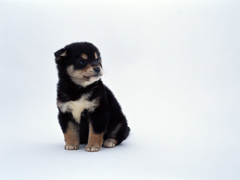 black and tan puppy