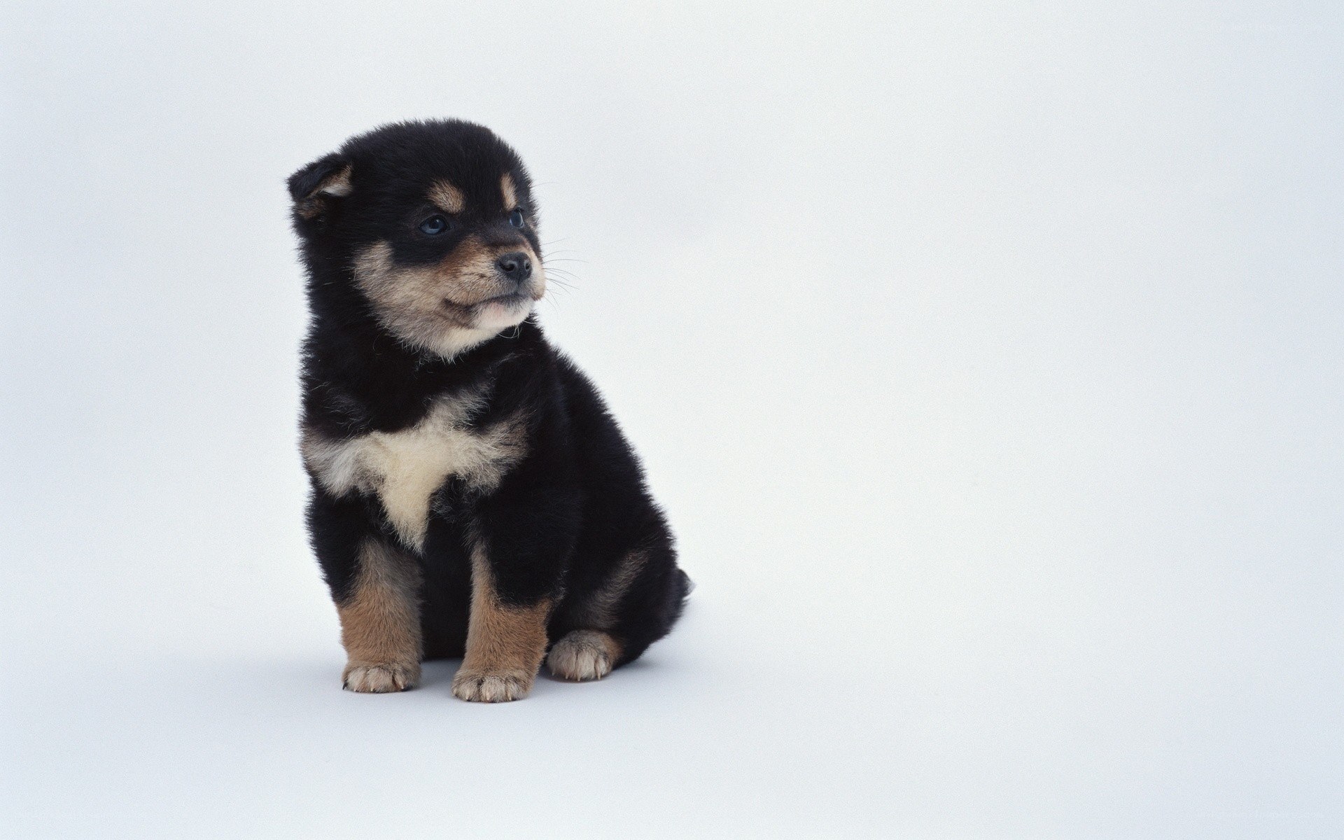 black and tan puppy