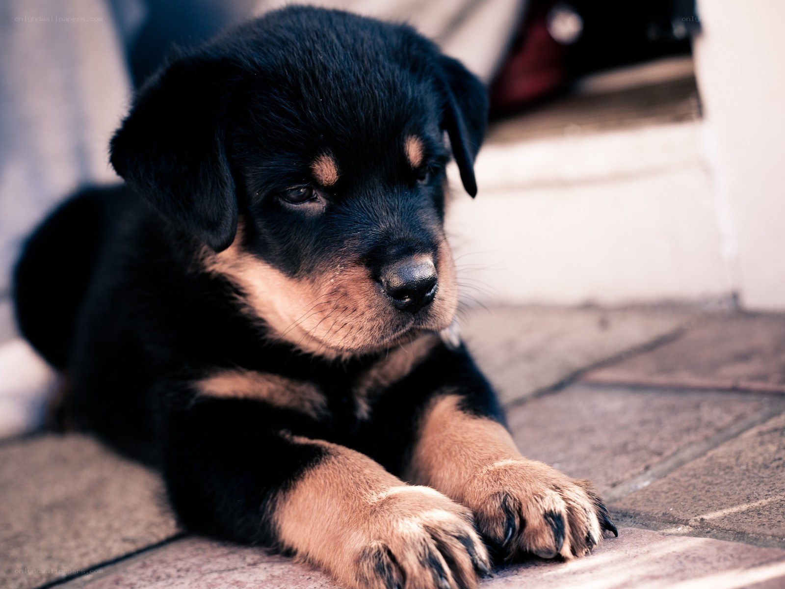 black and tan puppy