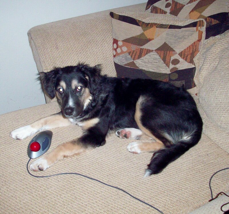 Black and Tan Puppy — Beige