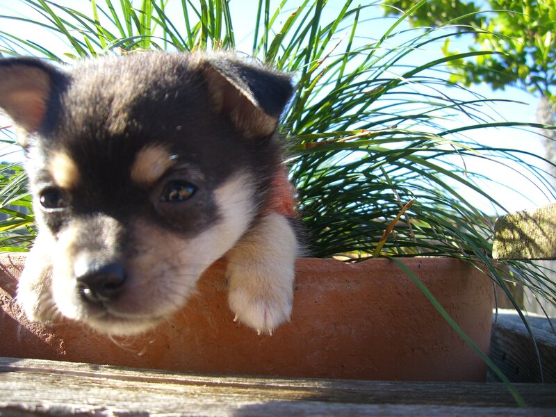 Black and Tan Puppy — Brown, Calm, Afternoon, Photograph