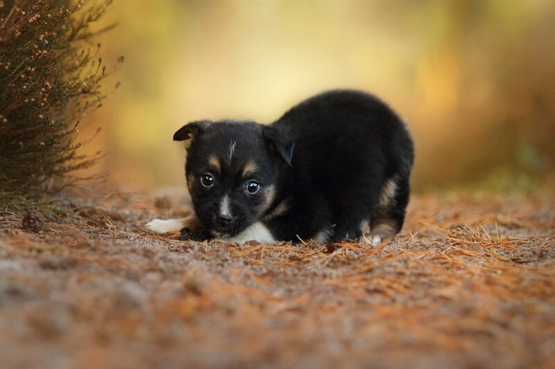 Black and Tan Puppy — Brown, Calm, Autumn, Photograph, Pine Needles
