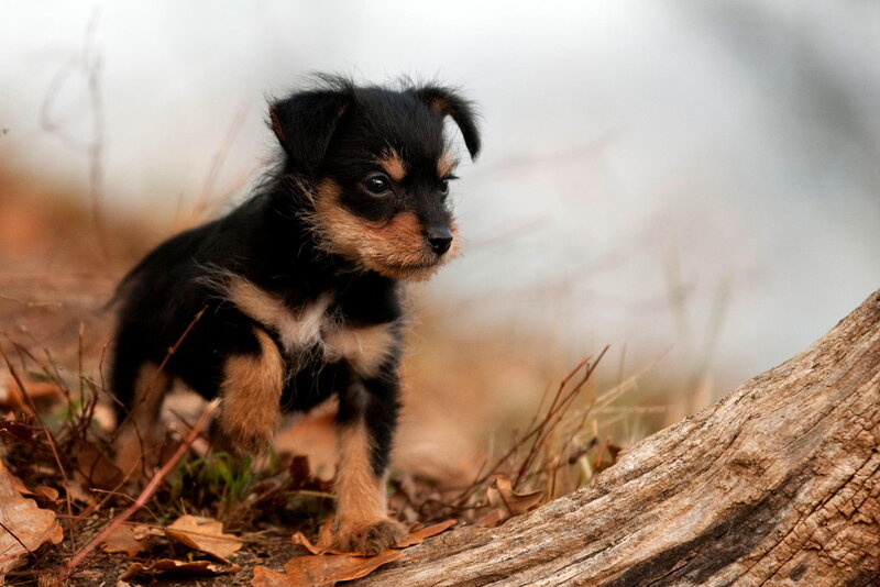 Black and Tan Puppy — Brown, Calm, Autumn