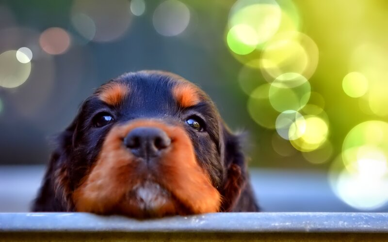 Black and Tan Puppy — Brown, Calm