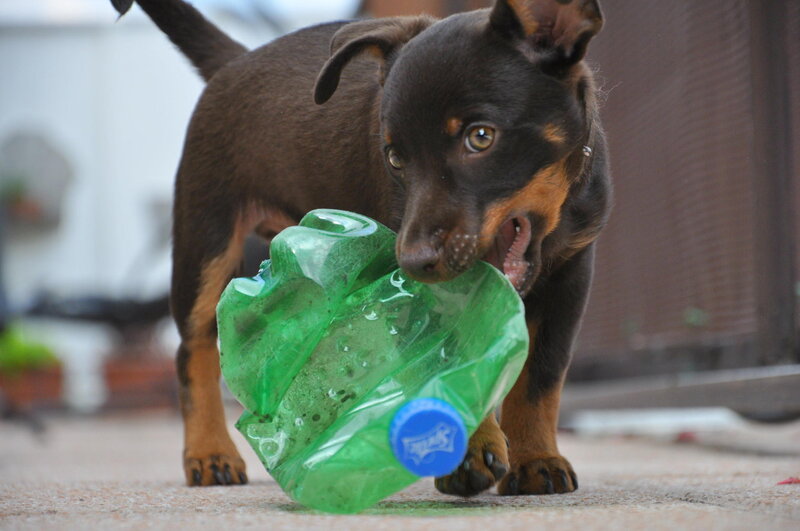 Black and Tan Puppy — Brown, Playful