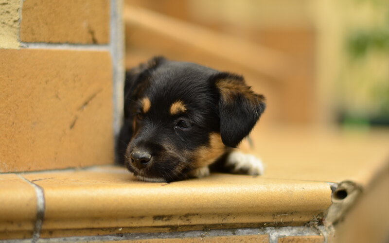Black and Tan Puppy — Brown
