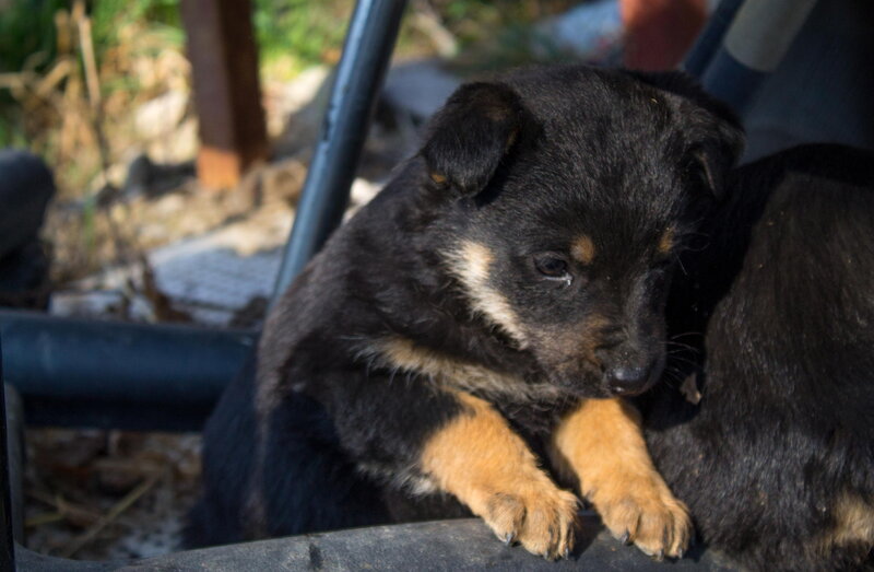 Black and Tan Puppy — Calm, Afternoon, Photograph, Chair