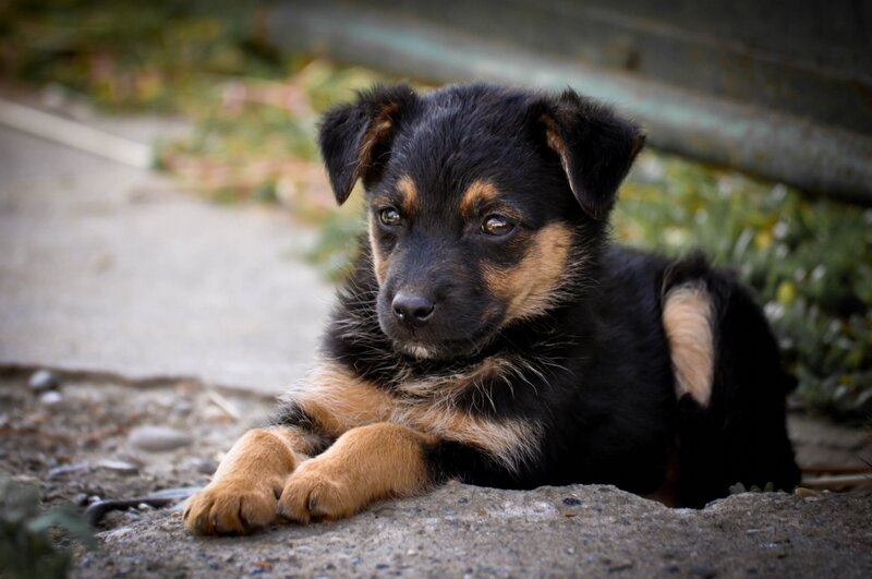 Black and Tan Puppy — Calm, Afternoon, Photograph, Pavement