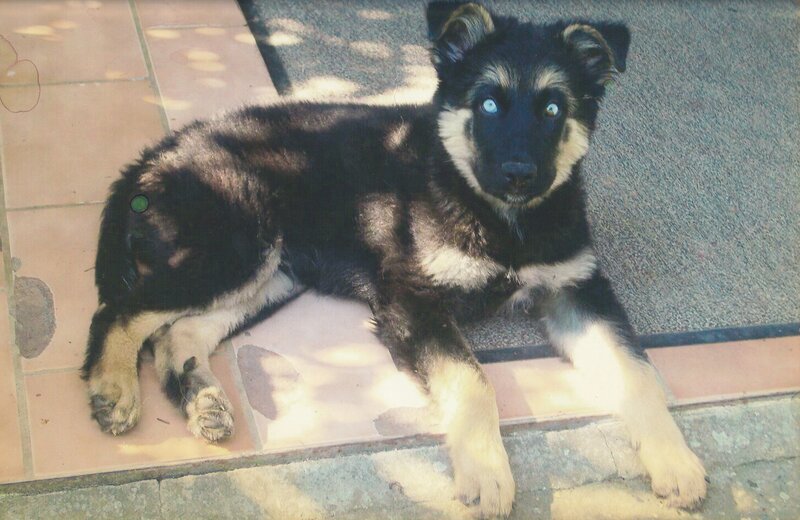 Black and Tan Puppy — Calm, Afternoon