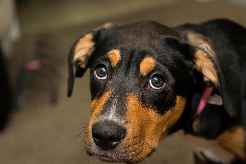 Black and Tan Puppy — Calm, Photograph, Collar