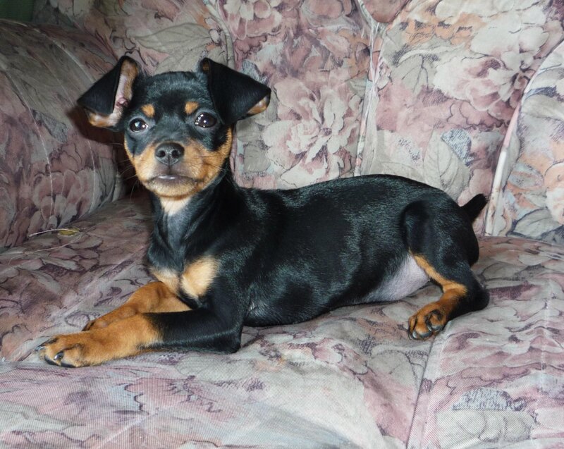 Black and Tan Puppy — Calm, Photograph, Couch