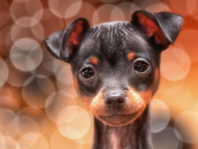 Black and Tan Puppy — Calm, Photograph, Ears