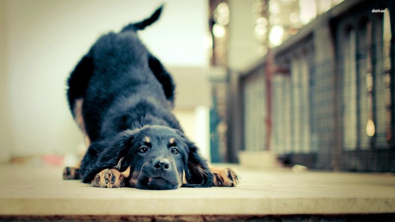 Black and Tan Puppy — Calm, Photograph, Floor, Dog