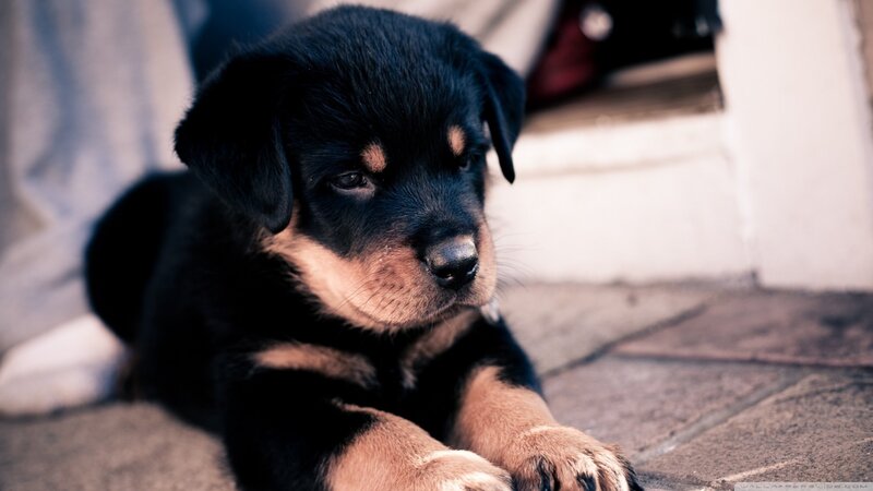 Black and Tan Puppy — Calm, Photograph, Floor, Steps