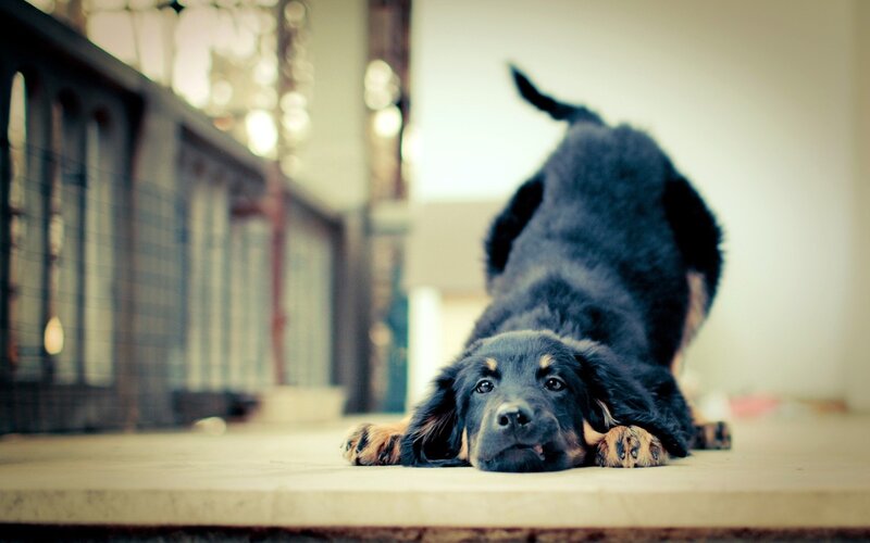 Black and Tan Puppy — Calm, Photograph, Floor, Tail, Paws