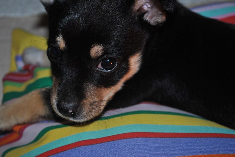 Black and Tan Puppy — Calm, Photograph