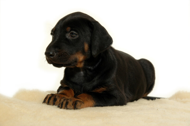 Black and Tan Puppy — Calm, Photograph, White Background, Blanket