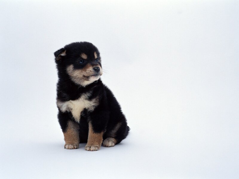 Black and Tan Puppy — Calm, Photograph, White Background