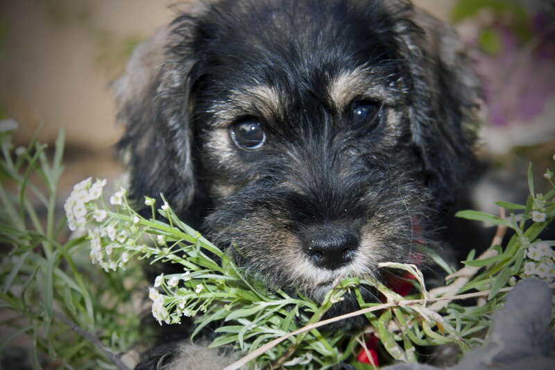 Black and Tan Puppy — Calm, Spring