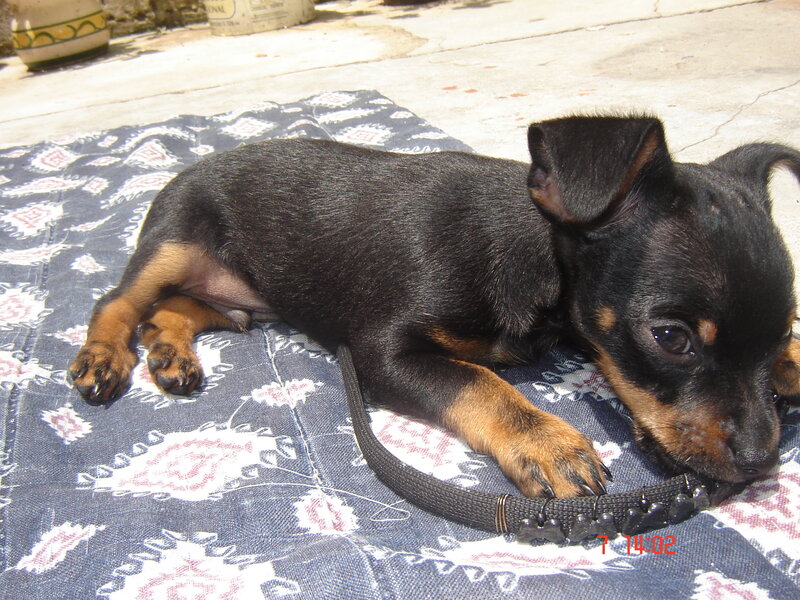 Black and Tan Puppy — Calm