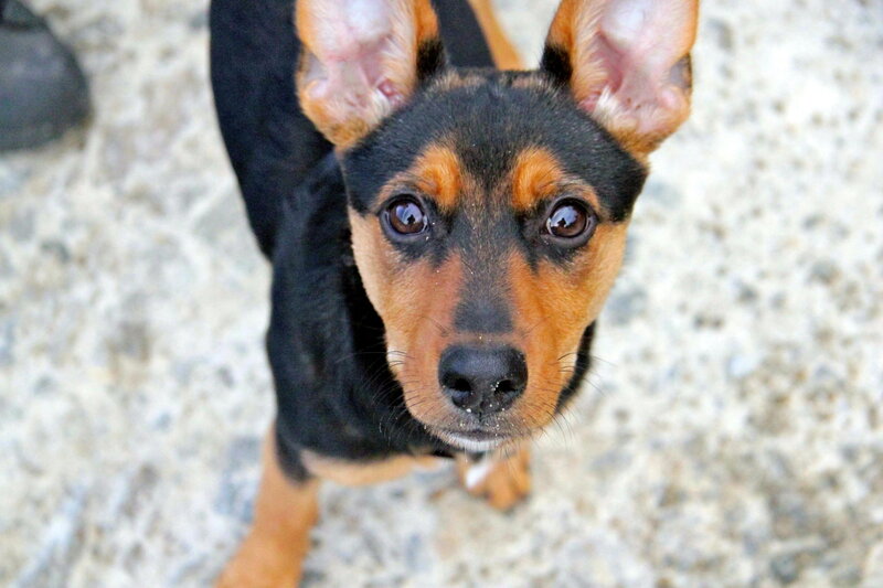 Black and Tan Puppy — Curious, Afternoon