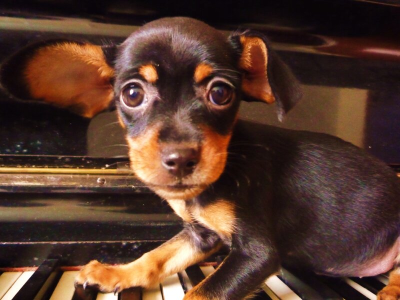 Black and Tan Puppy — Curious, Photograph, Piano