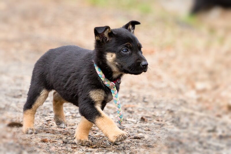 Black and Tan Puppy — Curious