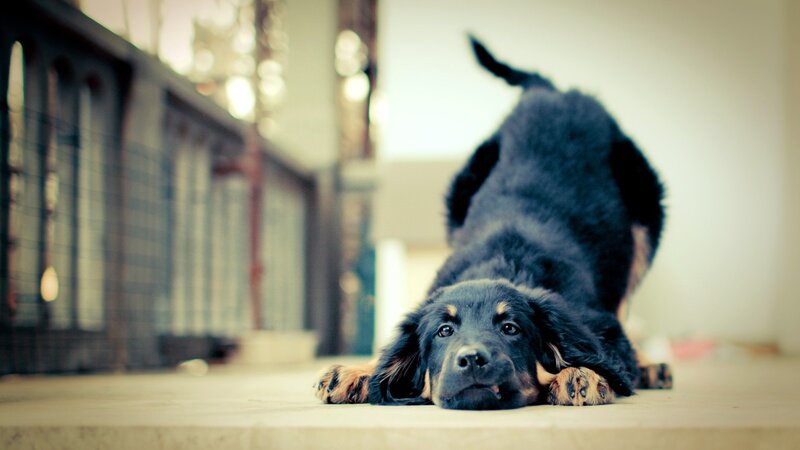 Black and Tan Puppy — Floor