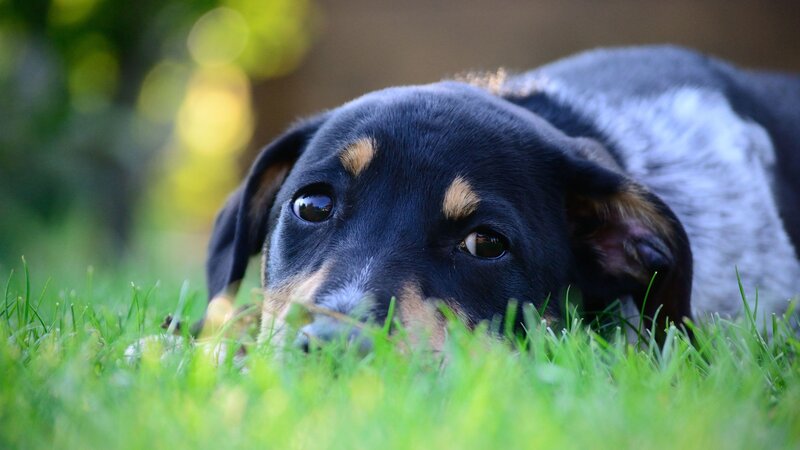 Black and Tan Puppy — Green, Calm, Afternoon, Photograph, Grass