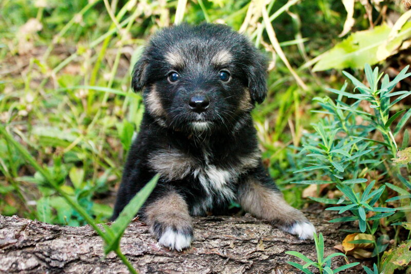 Black and Tan Puppy — Green, Calm, Afternoon, Photograph