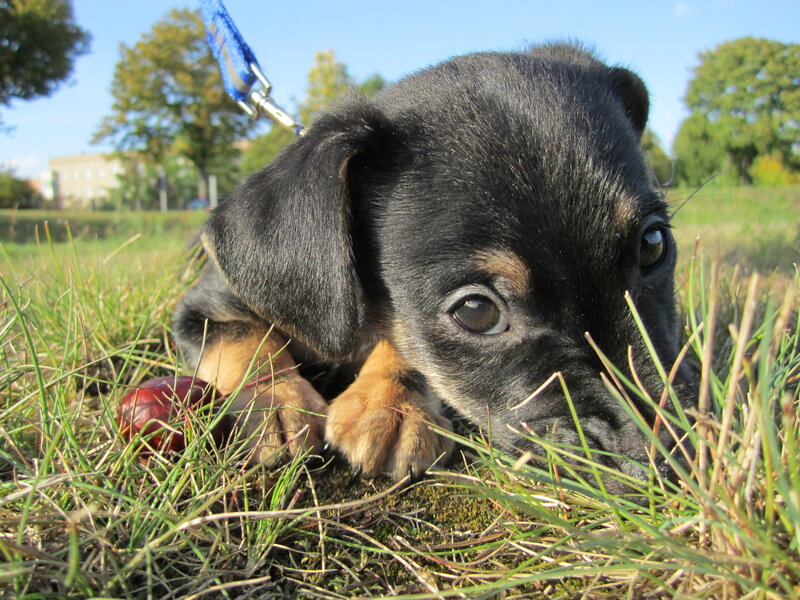 Black and Tan Puppy — Green, Calm, Afternoon