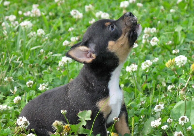 Black and Tan Puppy — Green, Calm, Spring