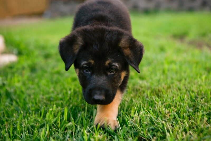Black and Tan Puppy — Green, Calm