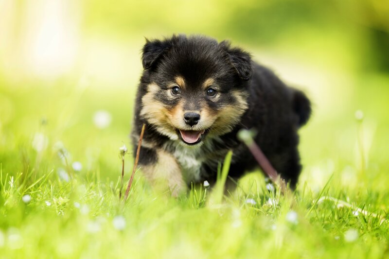 Black and Tan Puppy — Green, Playful, Afternoon, Photograph