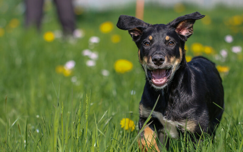 Black and Tan Puppy — Green, Playful