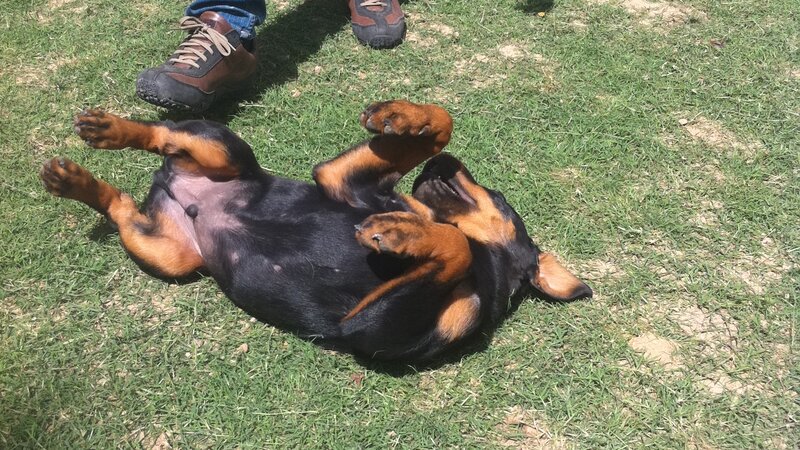 Black and Tan Puppy — Green, Relaxed