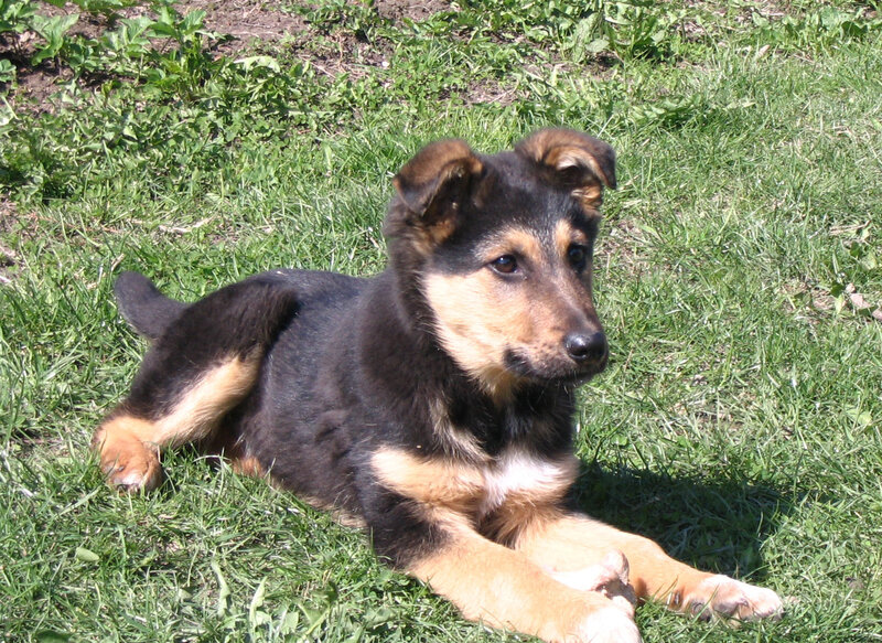 Black and Tan Puppy — Green