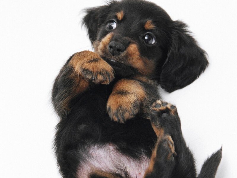 Black and Tan Puppy — Innocent