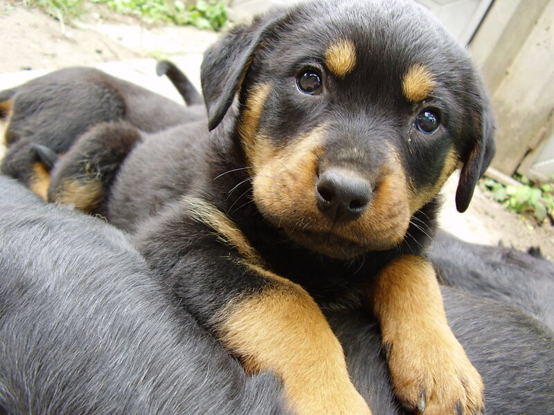 Black and tan puppy looking at camera
