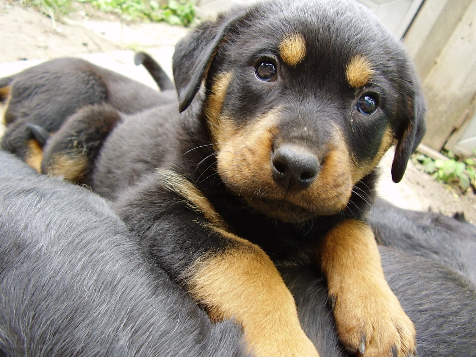 Black and tan puppy looking at camera