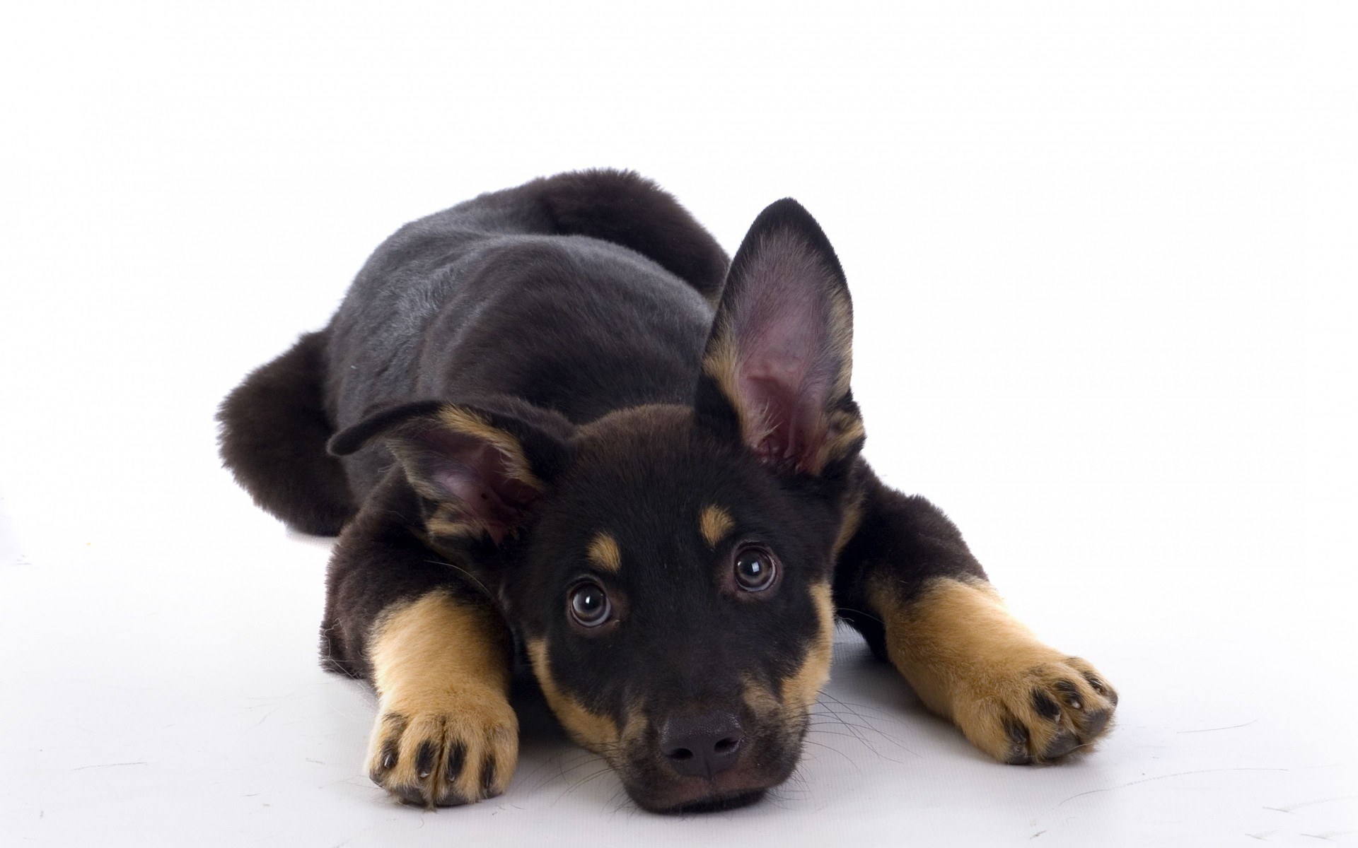 black and tan puppy lying down