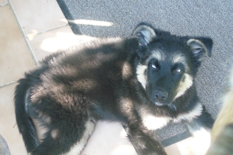 black and tan puppy lying down